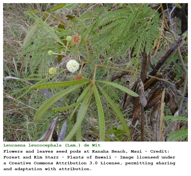 Leucaena leucocephala (Lam.) de Wit